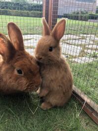 Raskonijntjes te koop: 1 voedster (2jr) en 1 jonkie (10wkn)