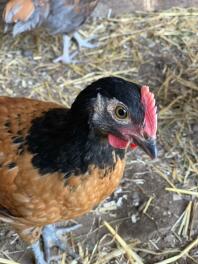 Acht weken oude Vorwerk Cockerel