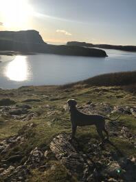 Weimaraner bewondert het uitzicht