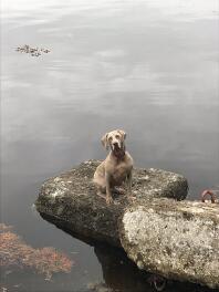 Weimaraner bij het meer