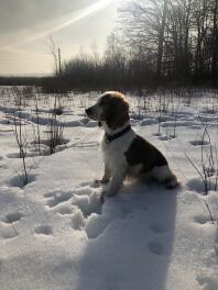 Een welsh springer spaniel zat in de Snow op een zonnige dag