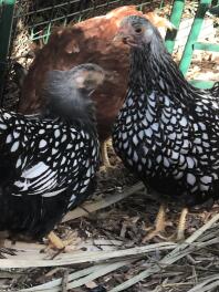 Sadie en Sybil, krielzilvergezoomde Wyandottes