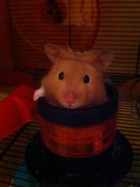 Henry in zijn tube x