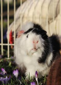 Een abyssinien cavia.