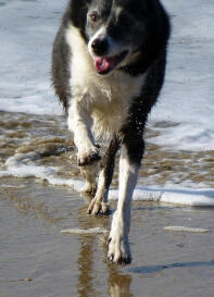 Ster op het strand in Cornwall