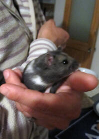 Knuffel Norma
