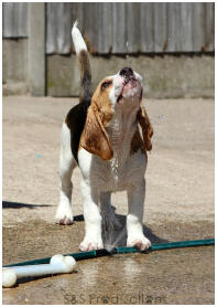 Bramble, onze brutale beagle pup van 12 weken oud