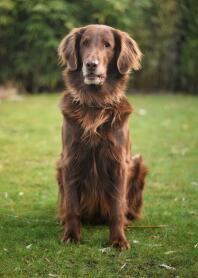 Een bruine retriever zat op een tuin gazon