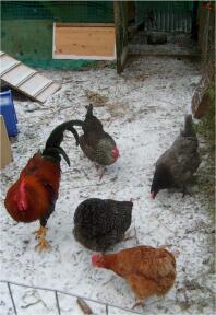 Vier kippen en een haan in Snow