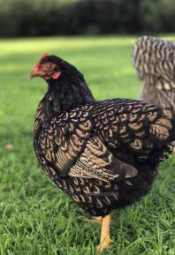 Bijdragen Defilé Europa Barnevelder | Barnevelder For Sale | Kippenrassen