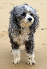 Mooie Bo ... Chinese Crested Powderpuff