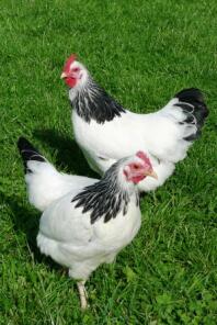 2 kippen op gras