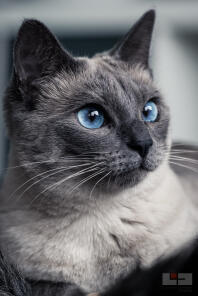 Een siamese grijze kat met blauwe ogen