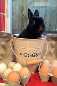 George bewaakt de eieren van zijn vrienden! Hij houdt van zijn kippenvrienden, zelfs als ze niet met hem willen spelen en hem negeren!