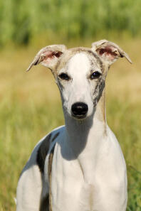 Whippet teef