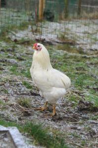 White Lightning Rumpless Arucana Rooster