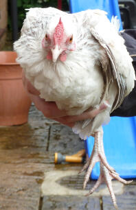 White Rosecomb hen