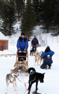 Werkende husky's