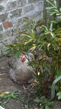 Kip zit in planten