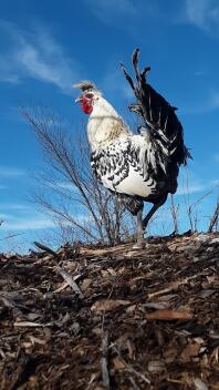 Zilveren Appenzeller spitzhauben