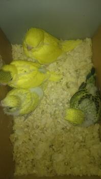 Vier gele parkieten in een doos met zaagsel