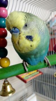 De stekelige look!