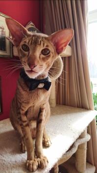 Dit is Billy, een stamboom Caramel Spotted Tabby Oriental. Een karakter en een heerlijke kerel.