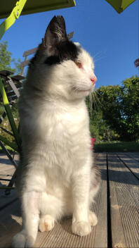 Een kat geniet van de zon op het terras.
