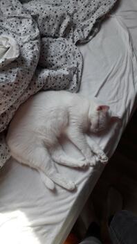 Kat slaapt op bed