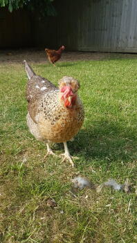 Cream Legbar Hen