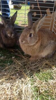 onze nieuwe mannelijke konijnen
