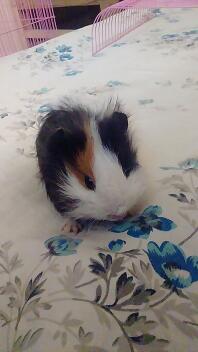 Moet ik mijn cavia vaccineren tegen de pest?