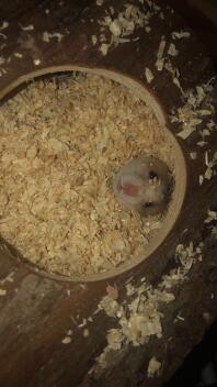 Schattig
