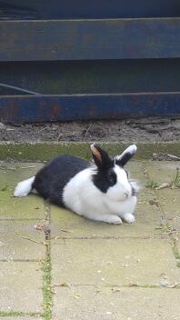 Een zwart-wit konijn liggend op een patio