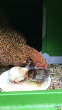 Een grote hen en drie kleinere kuikens