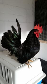 Black japanese bantam chabo