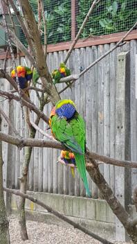 Regenboog Lorikeet