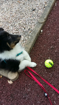 Een hond naast een tennisbal
