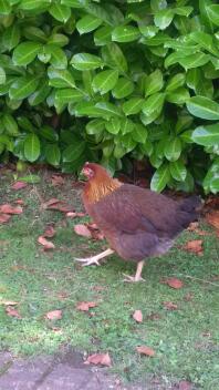 Een bruine en oranje kip in een tuin