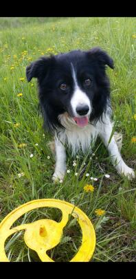 Een border collie hond - Gooi me de frizby.