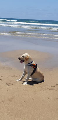 Labrador met harnas aan op het strand