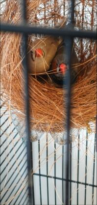 Neep (vrouw) & woody (man) en een baby van 3 dagen oud