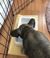 Honden drinkwater