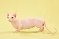 Bambino sphynx