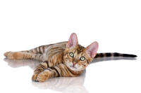 Toyger