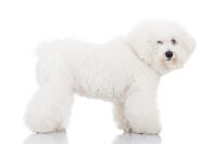 Bichon frisé