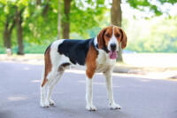 American foxhound