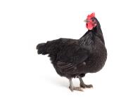 Australorp