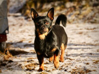 Lancashire heeler