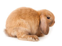 Mini lop